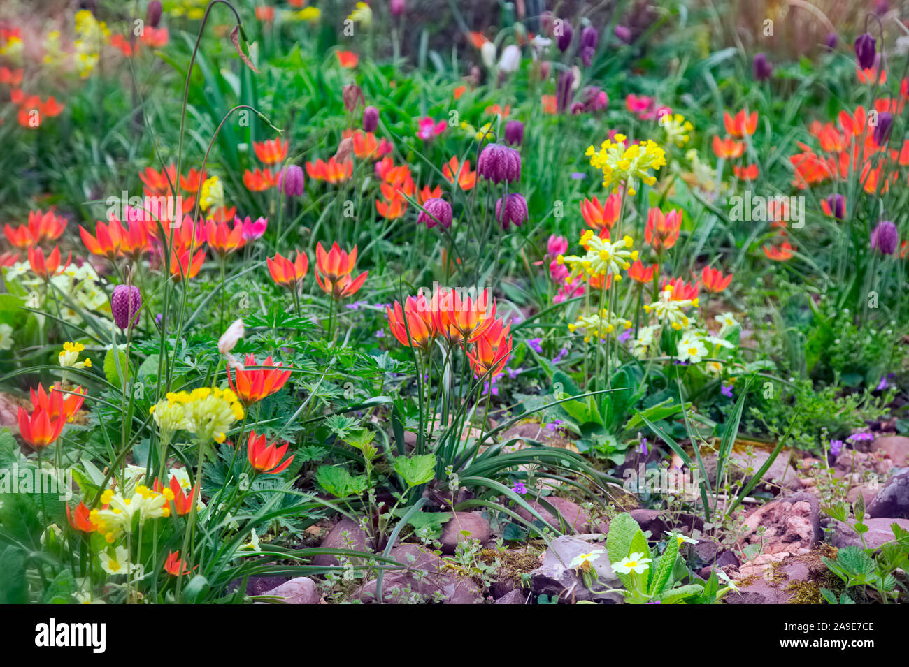 Tulip 'Little Beauty', 'Little Princess' Tulipa, Fritillaria meleagris - Snakeshead Fritillary et Primula veris - Cowlsip entre les rochers en pleine croissance Banque D'Images