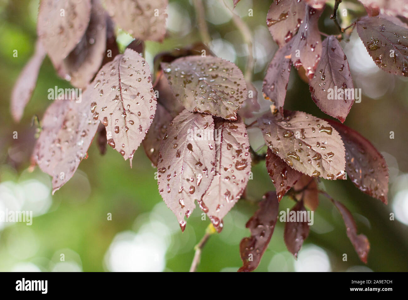 Les feuilles humides, Banque D'Images