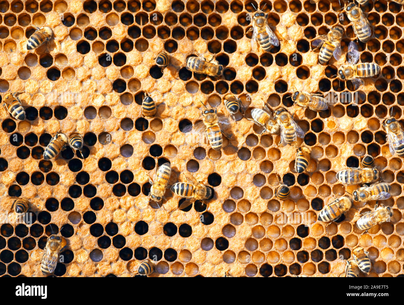 Une photographie de belles petites abeilles en début de printemps Banque D'Images