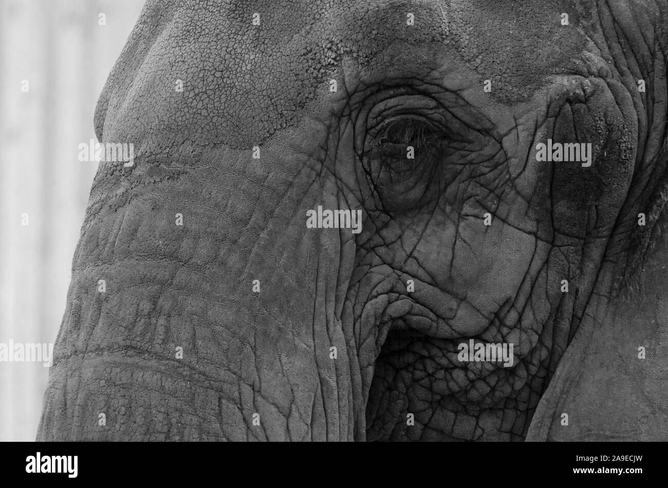 Extreme close up of Adult Asian Elephant's face Banque D'Images