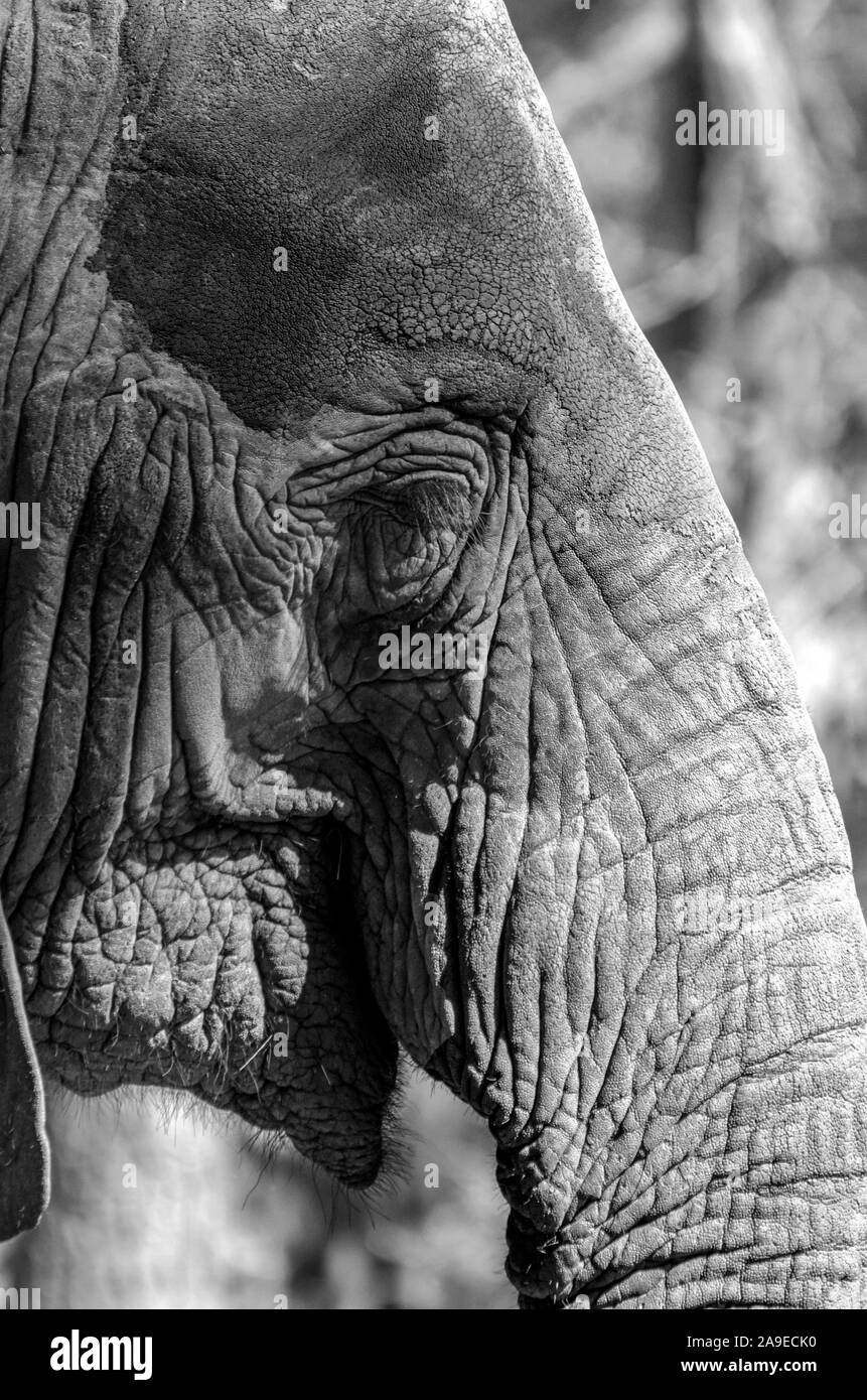 Extreme close up of Adult Asian Elephant's face Banque D'Images