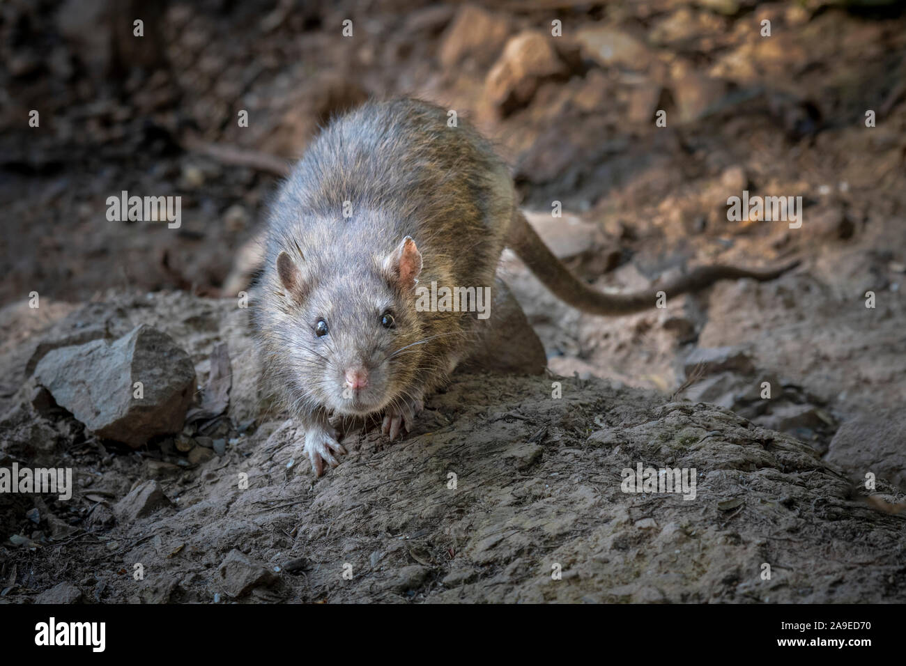 Un rat sauvage sur les rochers par une rivière fixe de l'avant à l'appareil photo Banque D'Images