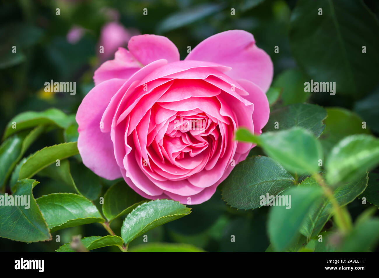 Rose rose, macro photo de fleur de jardin avec soft focus sélectif Banque D'Images Rose rose, macro photo de fleur de jardin avec soft focus sélectif Banque D'Images