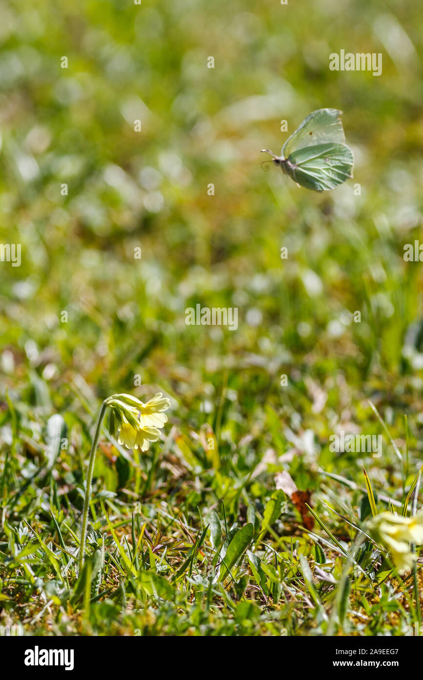 Le printemps venu, avec toutes ses couleurs, fleurs et papillons, Brimstone Butterfly (Gonepteryx rhamni,), Banque D'Images