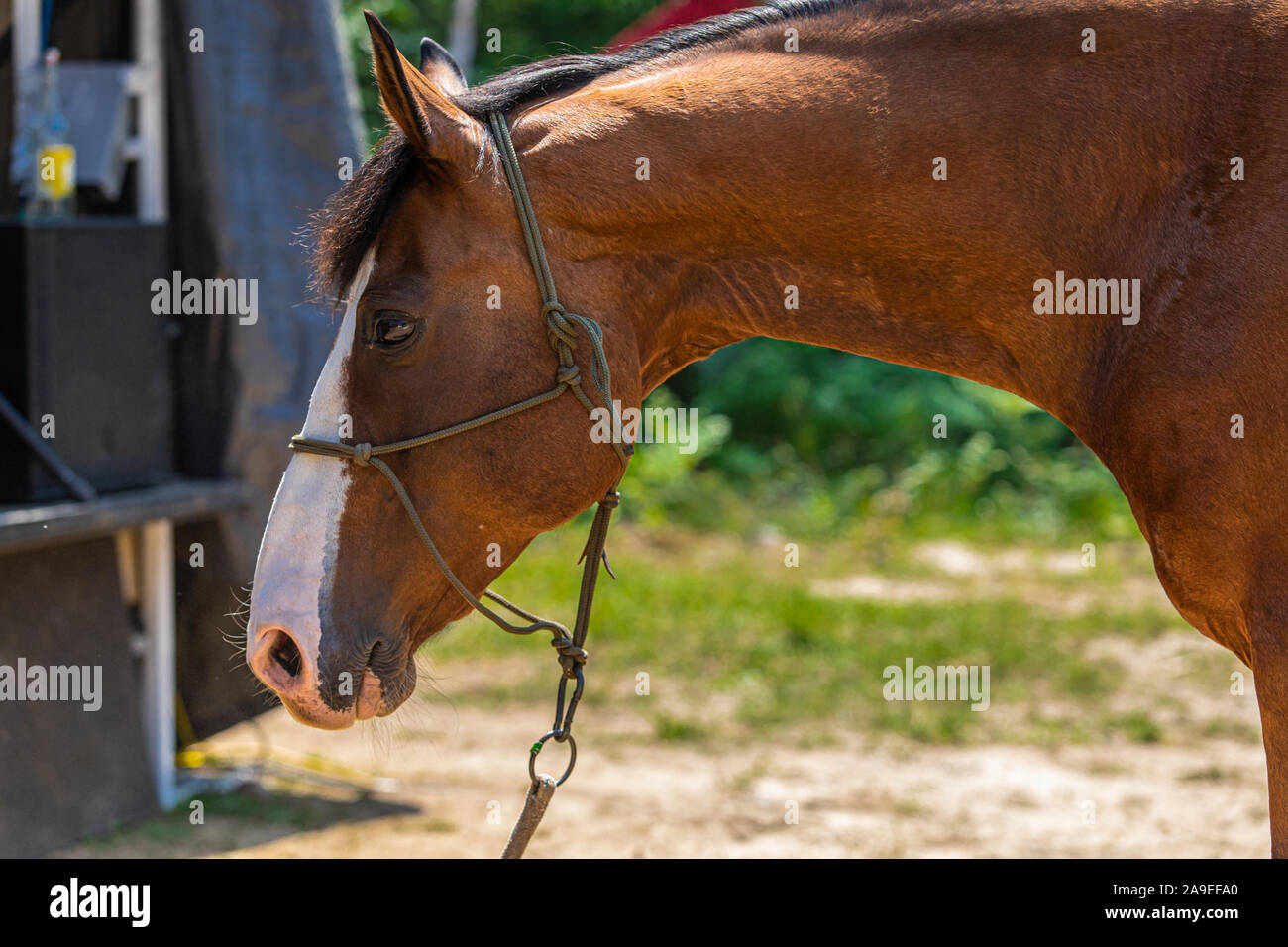 Un gros plan sur la vue de côté d'un beau cheval brun avec un visage blanc et debout, liée à la nature de fond flou Banque D'Images