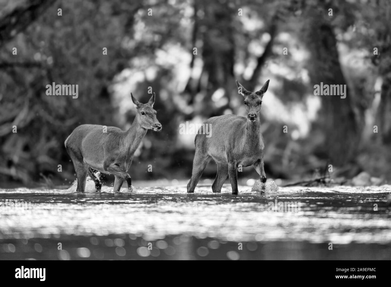 Traverser la rivière, portrait de deux femelles Red Deer (Cervus elaphus) Banque D'Images