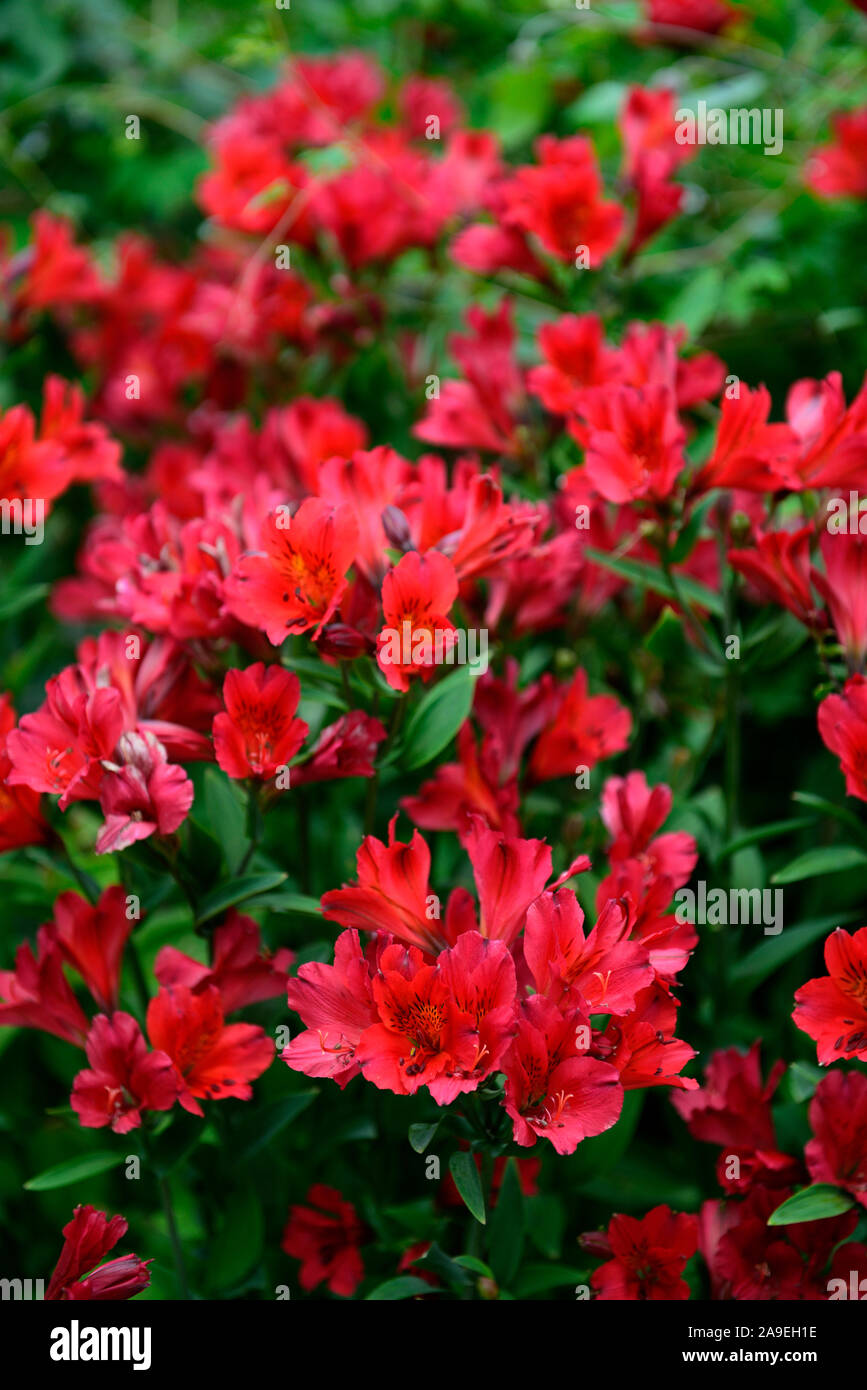 L'Alstroemeria Elf rouge,rouge,lily péruvienne Elf,fleurs,fleurs,fleurs,fleurs vivaces Floral,RM Banque D'Images