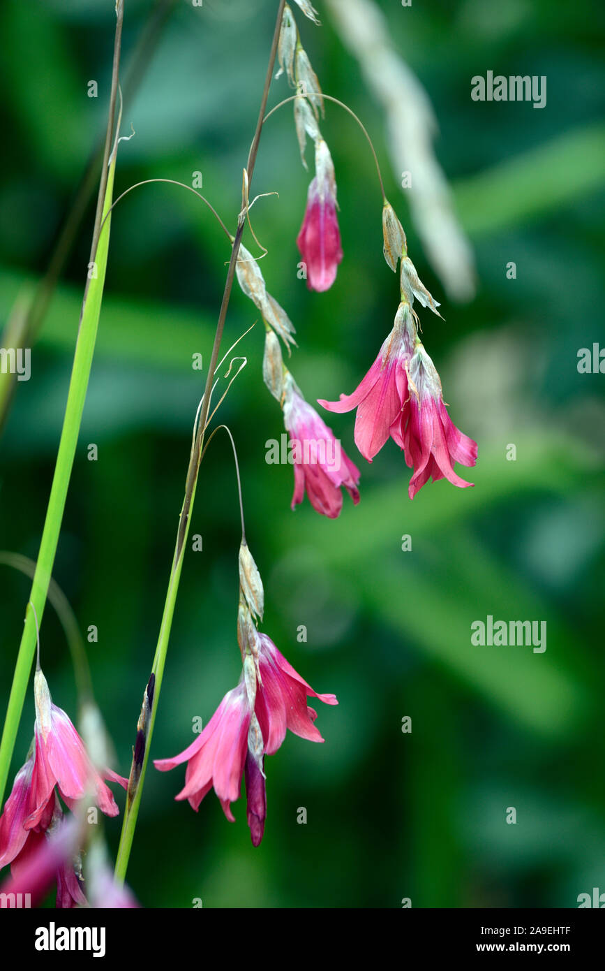 Tigridia igneum,fleurs corail rose,vivaces,grand,ballants,pendaison,fleurs en forme de cloche,anges,cannes à pêche,vivaces vivaces Floral,RM Banque D'Images