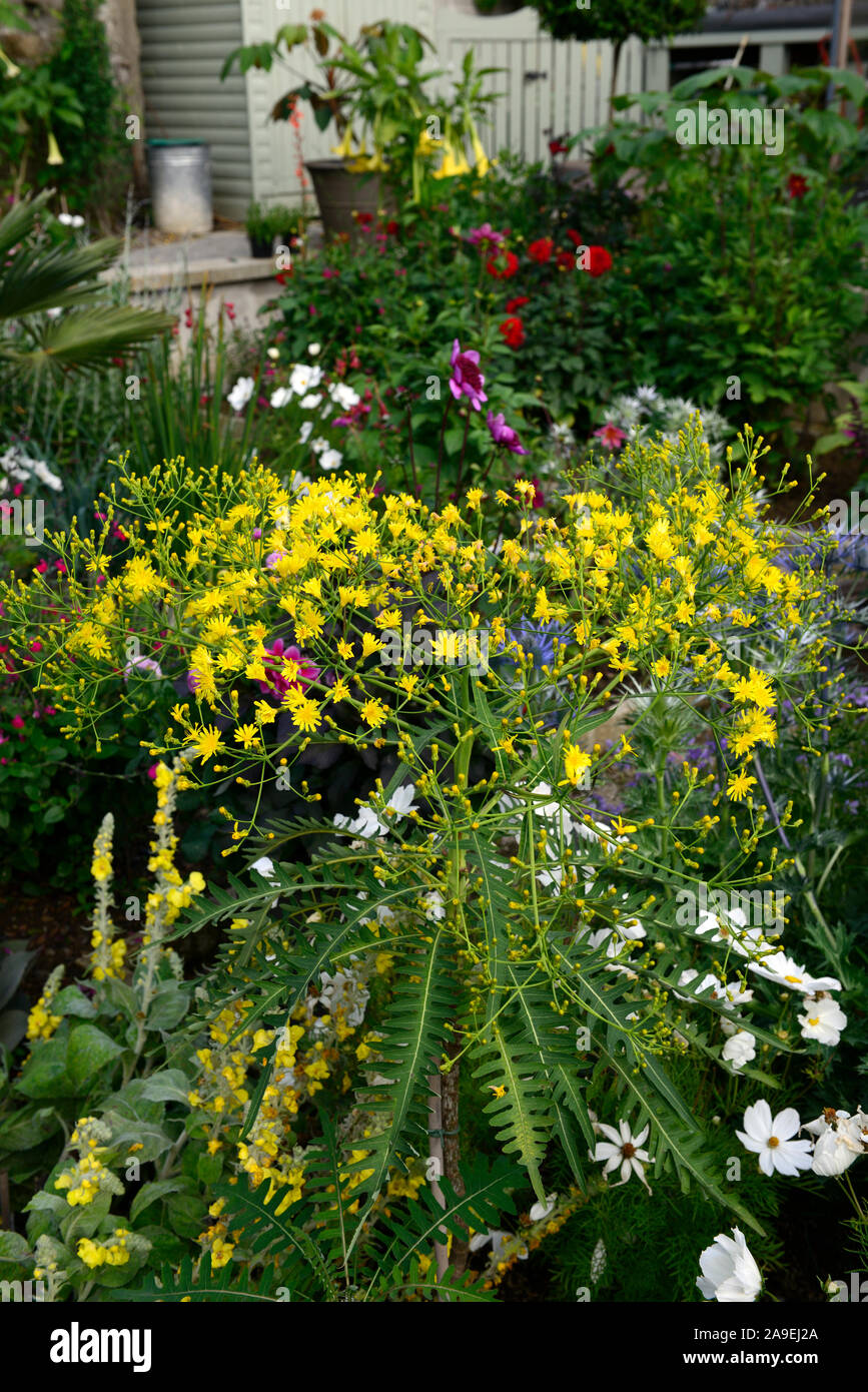 Sonchus palmensis,plantation luxuriante,lits,vivaces,RM Floral,bordures,mixte,mélange,dur Banque D'Images