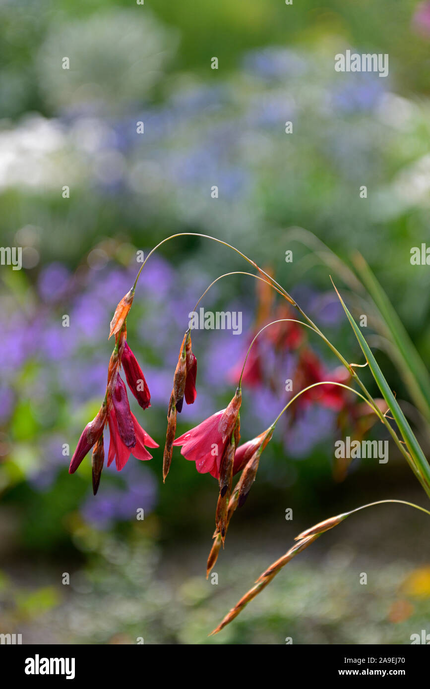 Tigridia igneum,fleurs corail rose,vivaces,grand,ballants,pendaison,fleurs en forme de cloche,anges,cannes à pêche,vivaces vivaces Floral,RM Banque D'Images