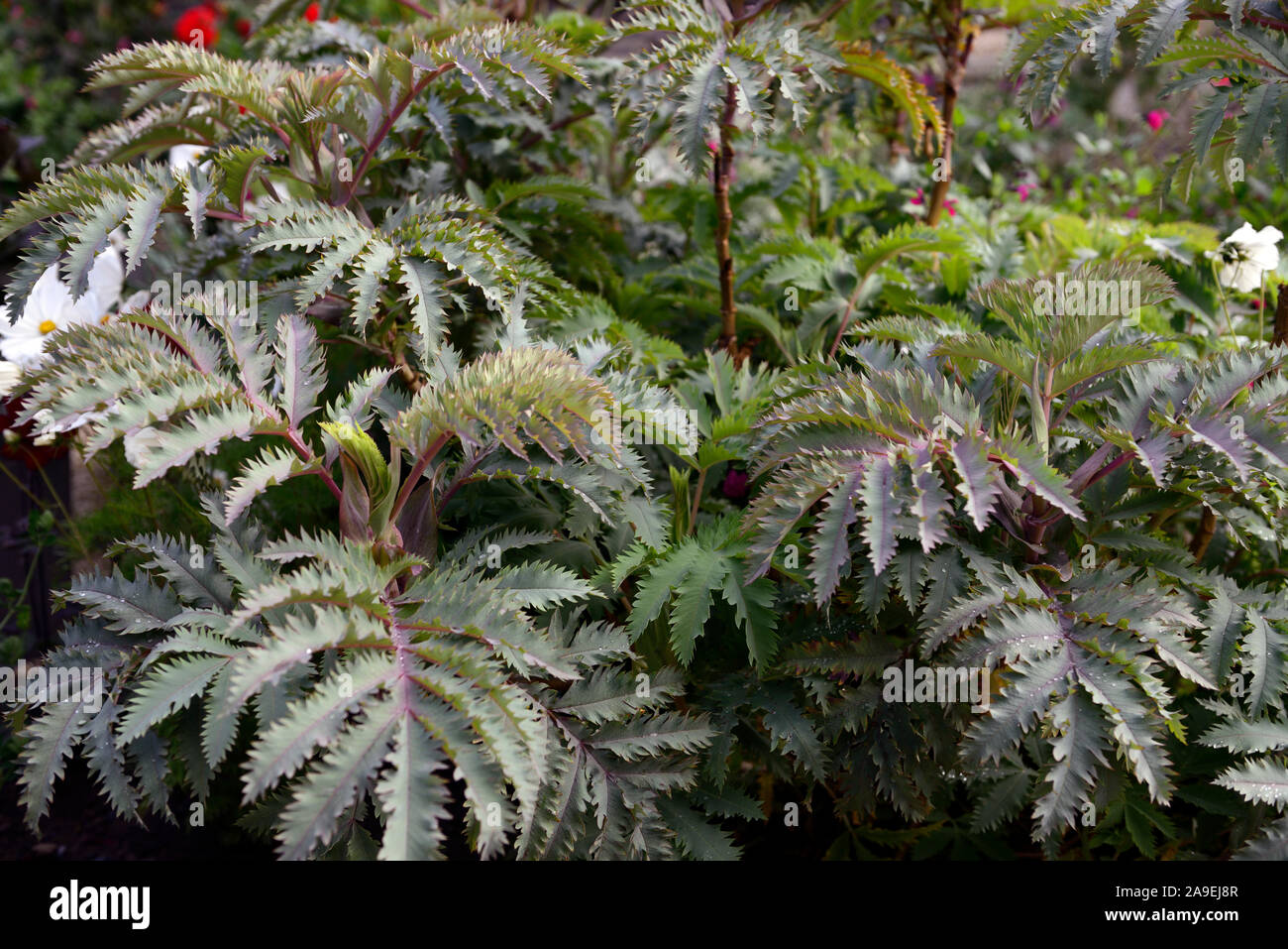 Melianthus major Purple haze, miel,bush feuillage feuilles glauques,jardins,jardin,vivace,Fleurs,RM Banque D'Images
