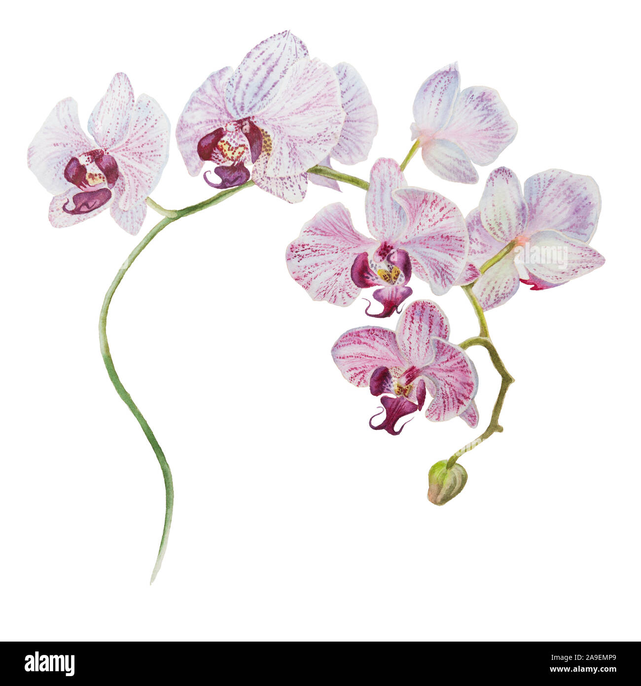 La direction générale en fleurs orchidée isolés aquarelle illustration dessiné à la main Banque D'Images