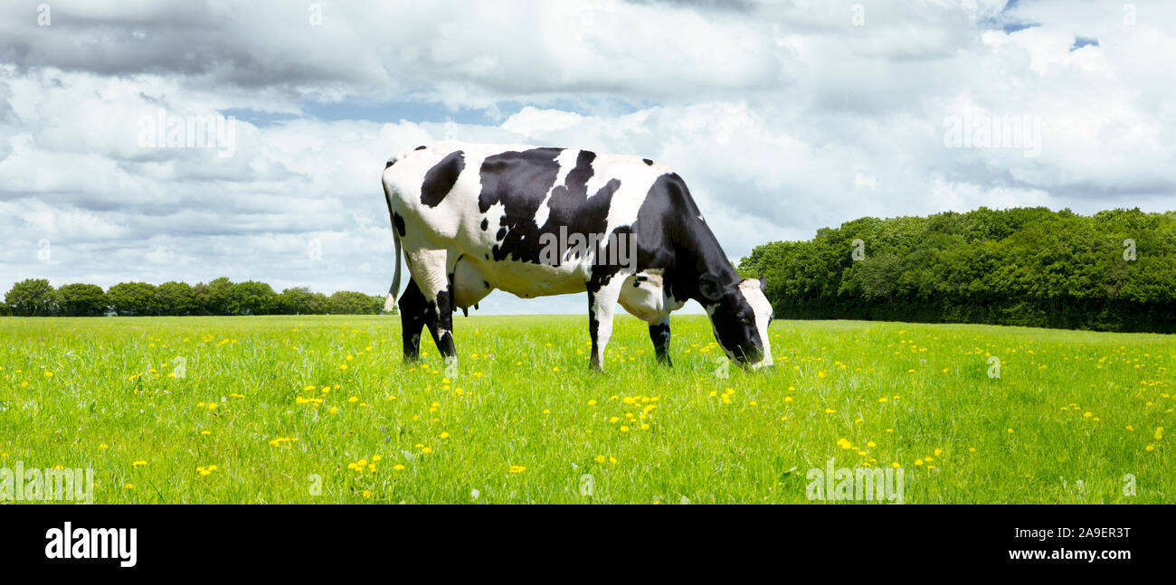 Vache dans le pré Banque D'Images