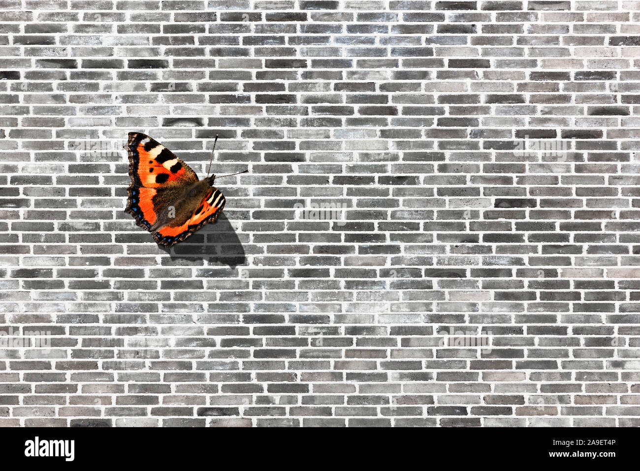 Papillon sur mur de brique gris Banque D'Images