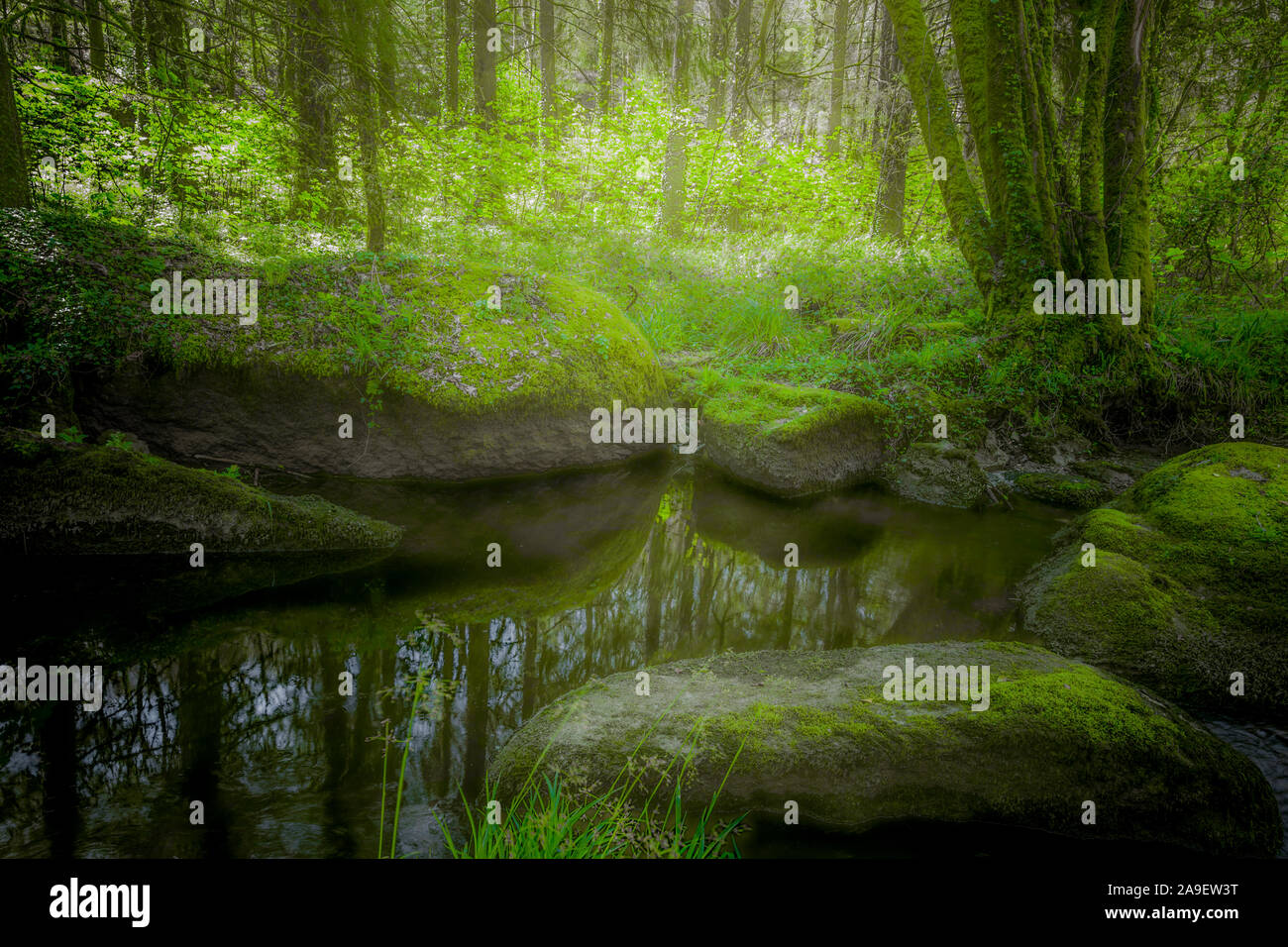 Étang dans la forêt Banque D'Images