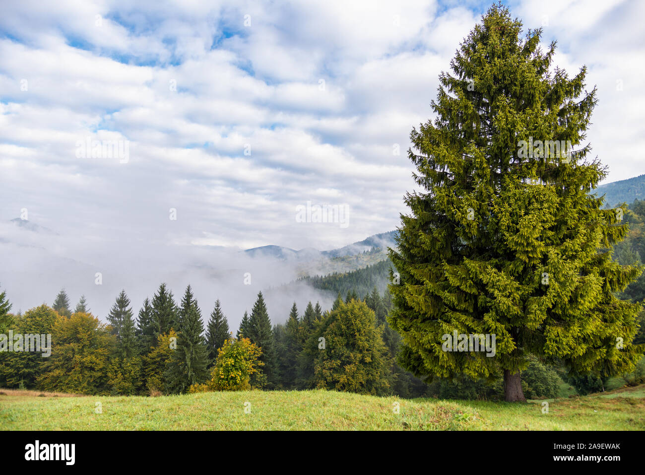 Montagnes brumeuses de l'été Banque D'Images