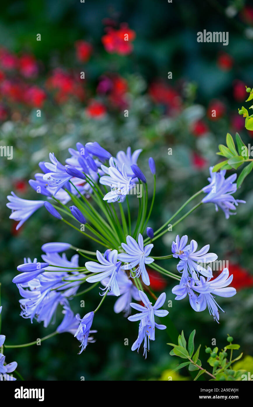 Agapanthus blue,fleurs,vivaces frontières mixtes,jardin,fleurs,jardins floraux,RM Banque D'Images