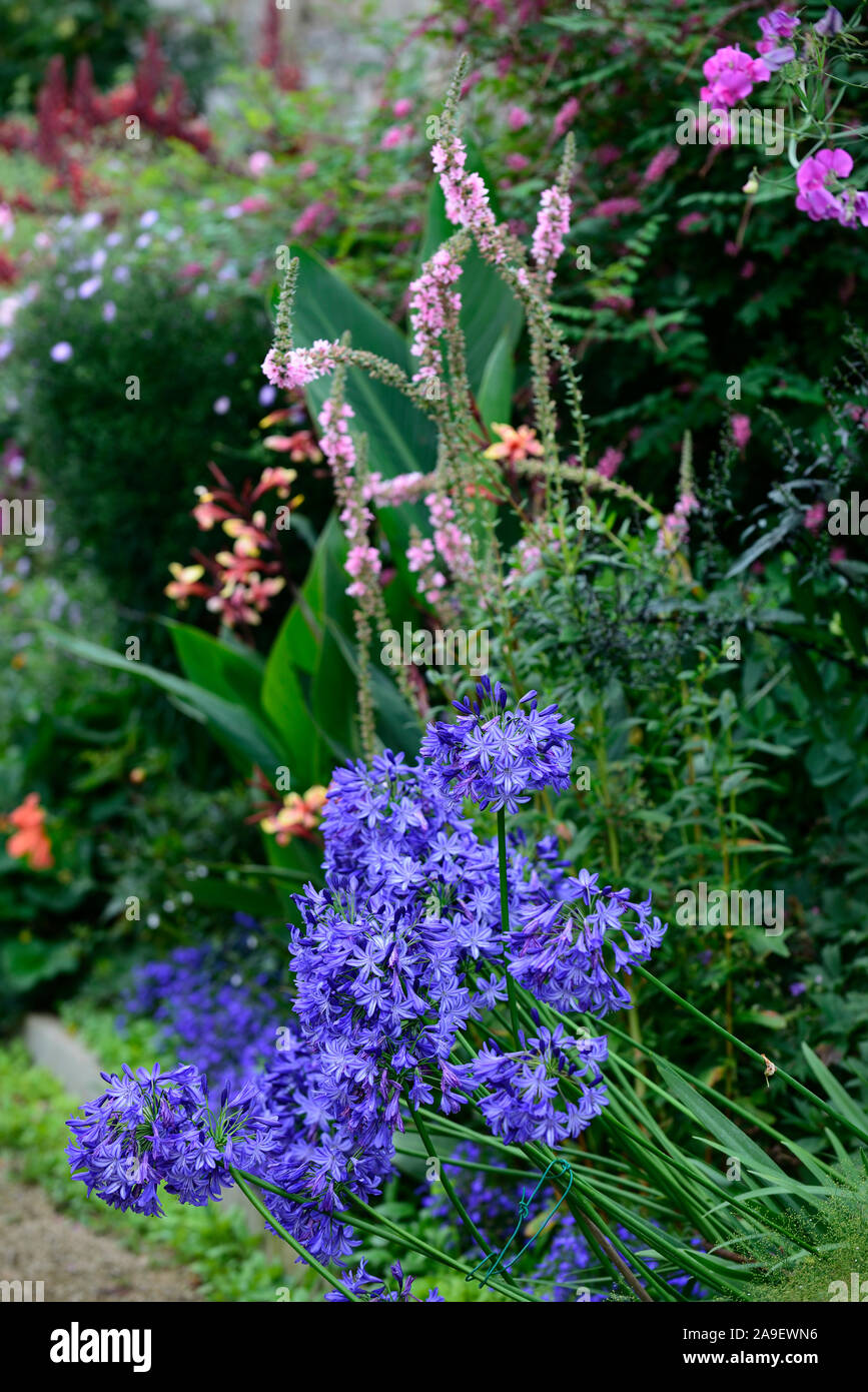 Agapanthus blue,fleurs,vivaces frontières mixtes,jardin,fleurs,jardins floraux,RM Banque D'Images