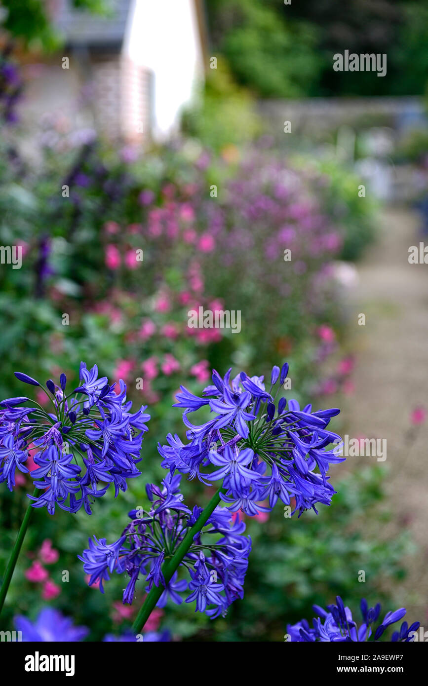 Agapanthus blue,fleurs,vivaces frontières mixtes,jardin,fleurs,jardins floraux,RM Banque D'Images