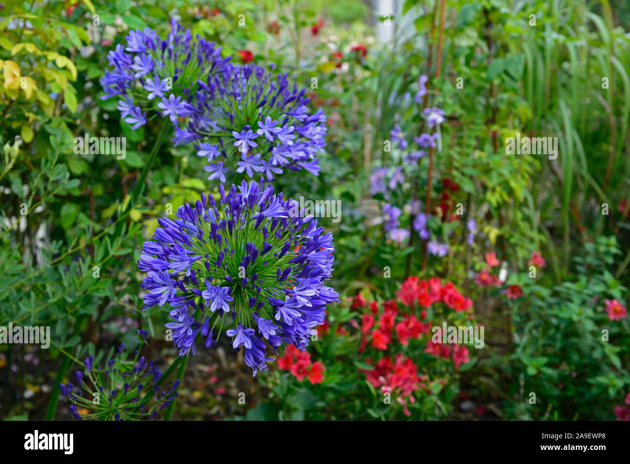 Agapanthus blue,fleurs,vivaces frontières mixtes,jardin,fleurs,jardins floraux,RM Banque D'Images