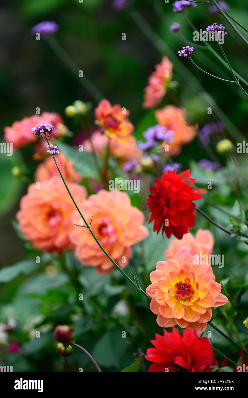 Howden pam dahlia dahlia nénuphar,dahlias,orange,corail fleur rouge fleurs,fleurs,Fleurs,RM Banque D'Images