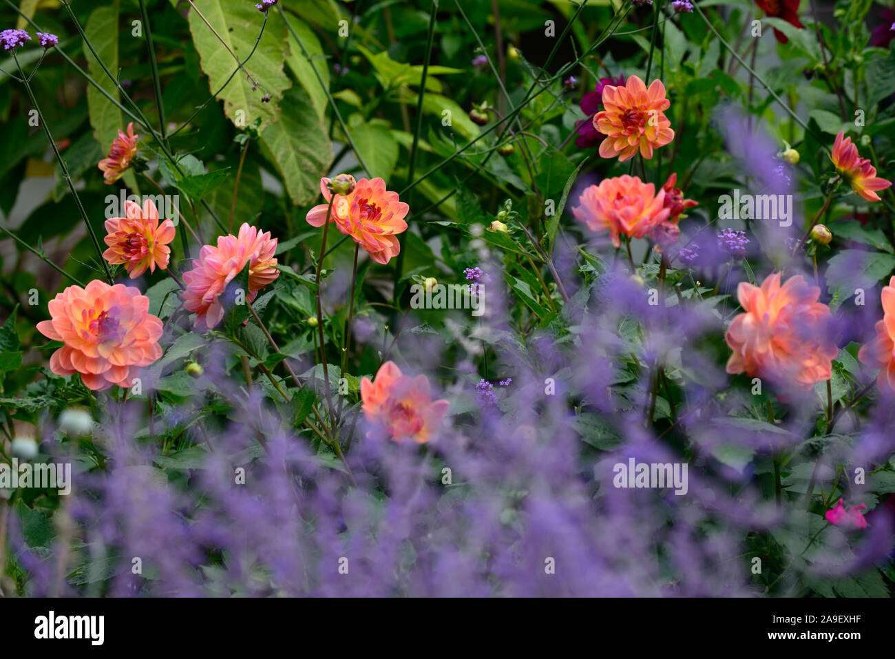 Howden pam dahlia dahlia nénuphar,dahlias,orange,corail fleur rouge fleurs,fleurs,Fleurs,RM Banque D'Images
