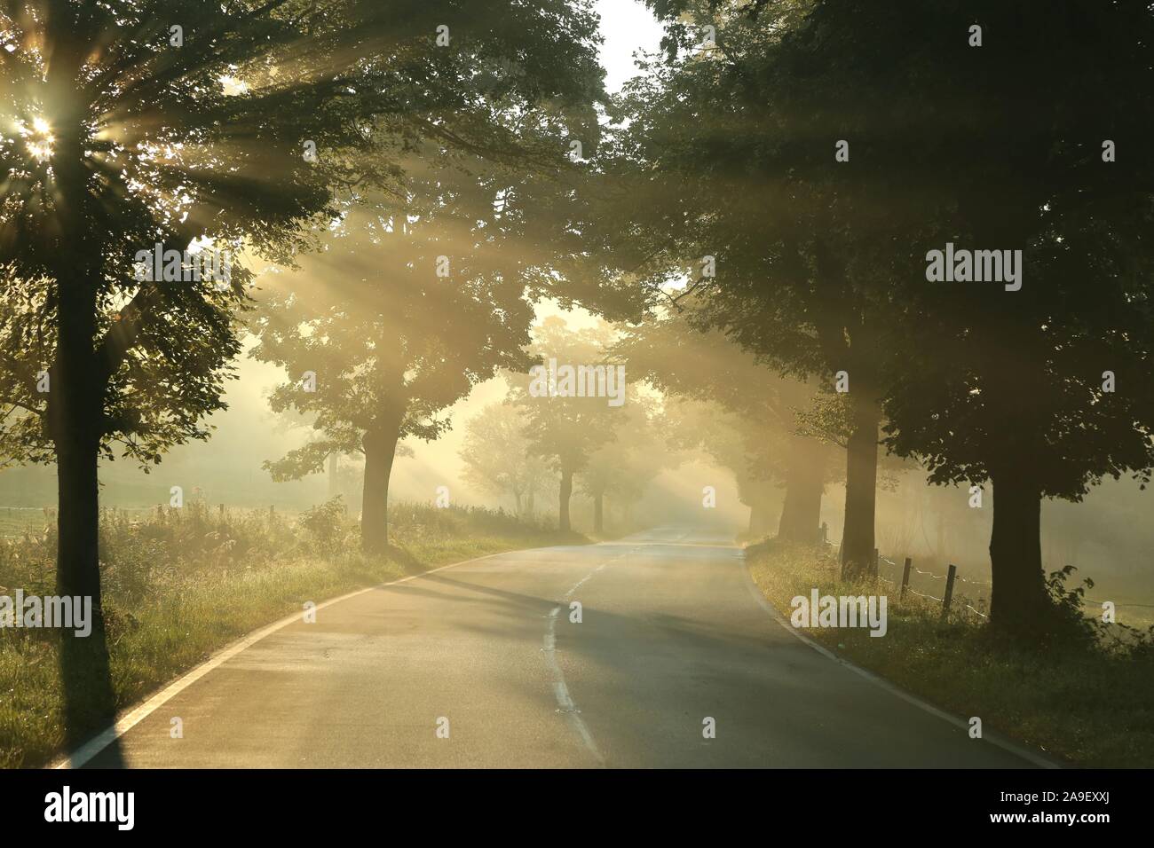 Route de campagne sur un matin d'automne brumeux. Le soleil passe à travers les branches des arbres. Banque D'Images