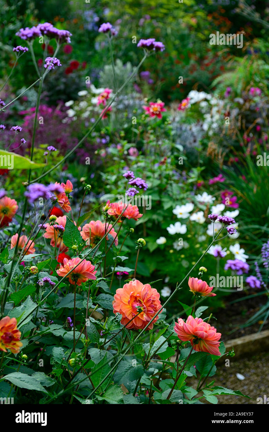 Bordure herbacée,végétation luxuriante,dahlias,géranium,salvia,vivaces,RM Floral, Banque D'Images