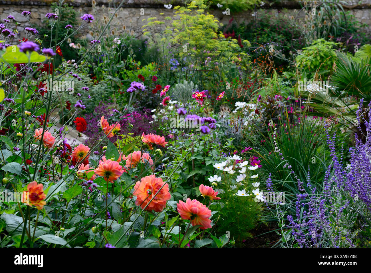 Bordure herbacée, végétation luxuriante, dahlias, géranium, salvia, plantes vivaces, RM Floral Banque D'Images