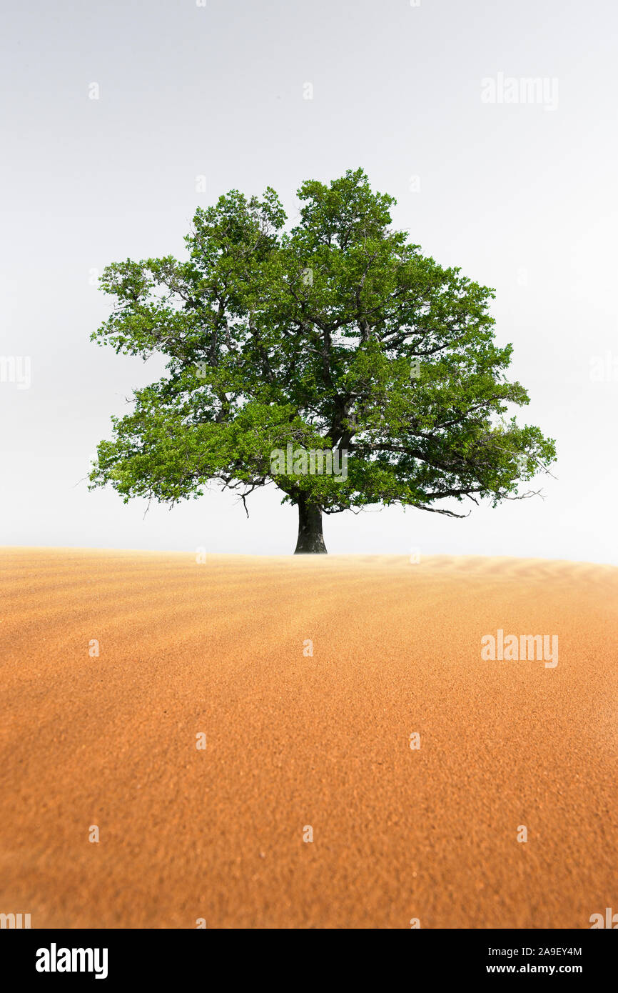 Arbre dans le désert Banque D'Images