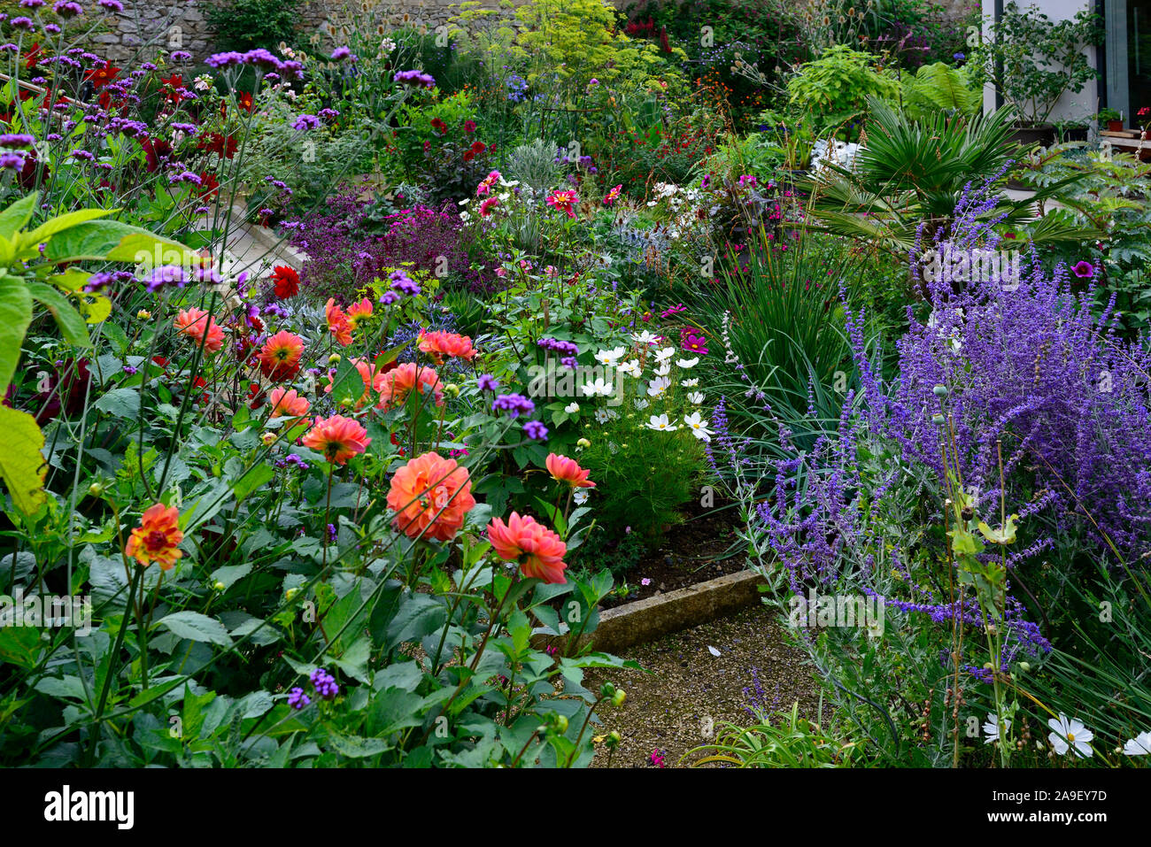 Bordure herbacée,végétation luxuriante,dahlias,géranium,salvia,vivaces,RM Floral, Banque D'Images