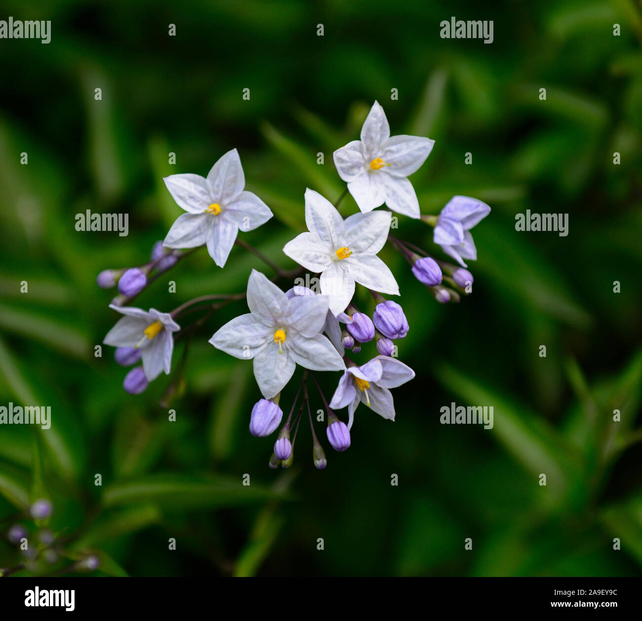 Solanum Jasminoides Solanum laxum,Blue Ice Blue Ice,la pomme de terre chilienne,vigne,fleurs bleu blanc,fleurs,fleurs,Fleurs RM grimpeur Banque D'Images