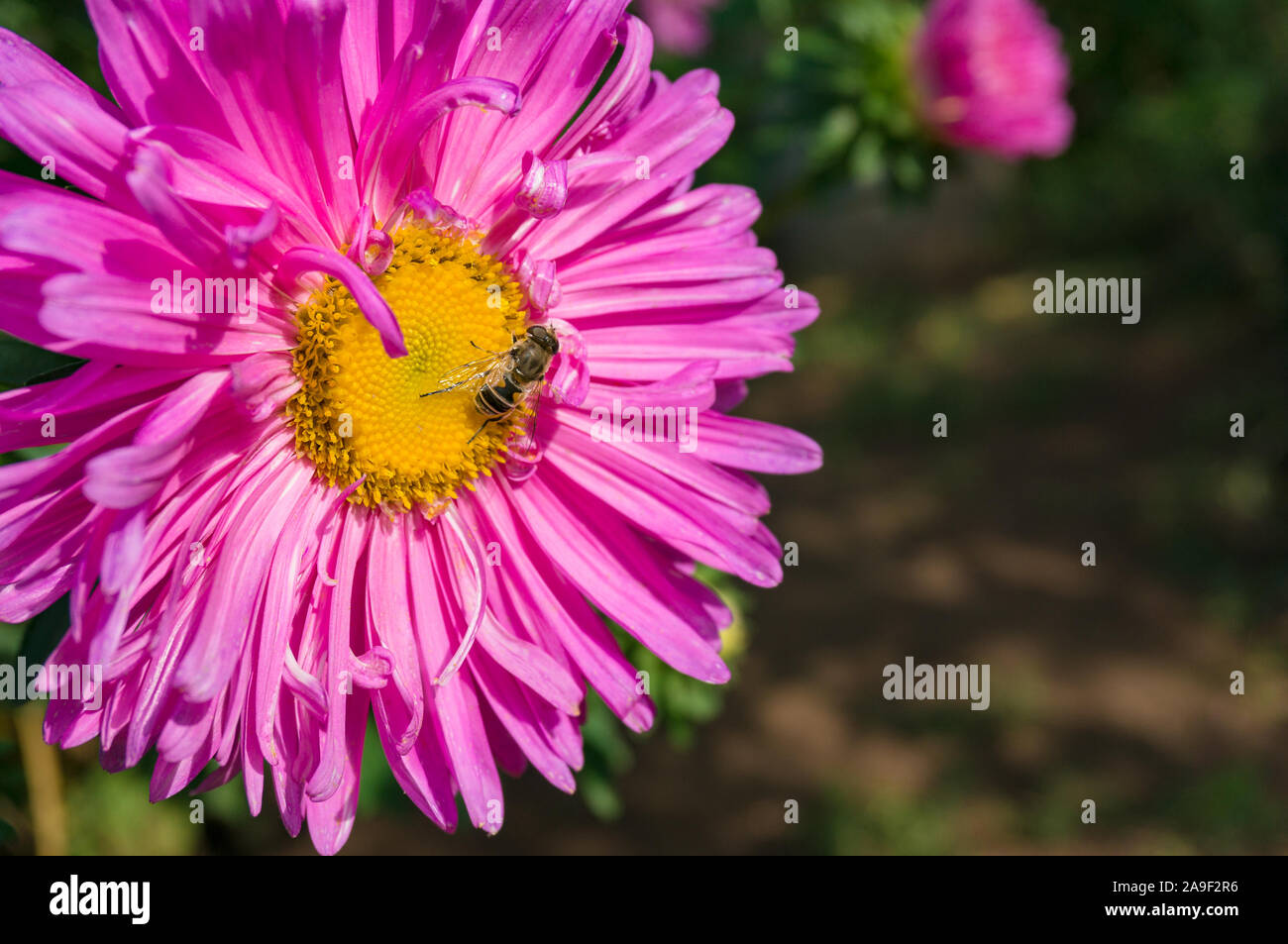 Abeille sur fleur aster rose pourpre. Nature fond Banque D'Images