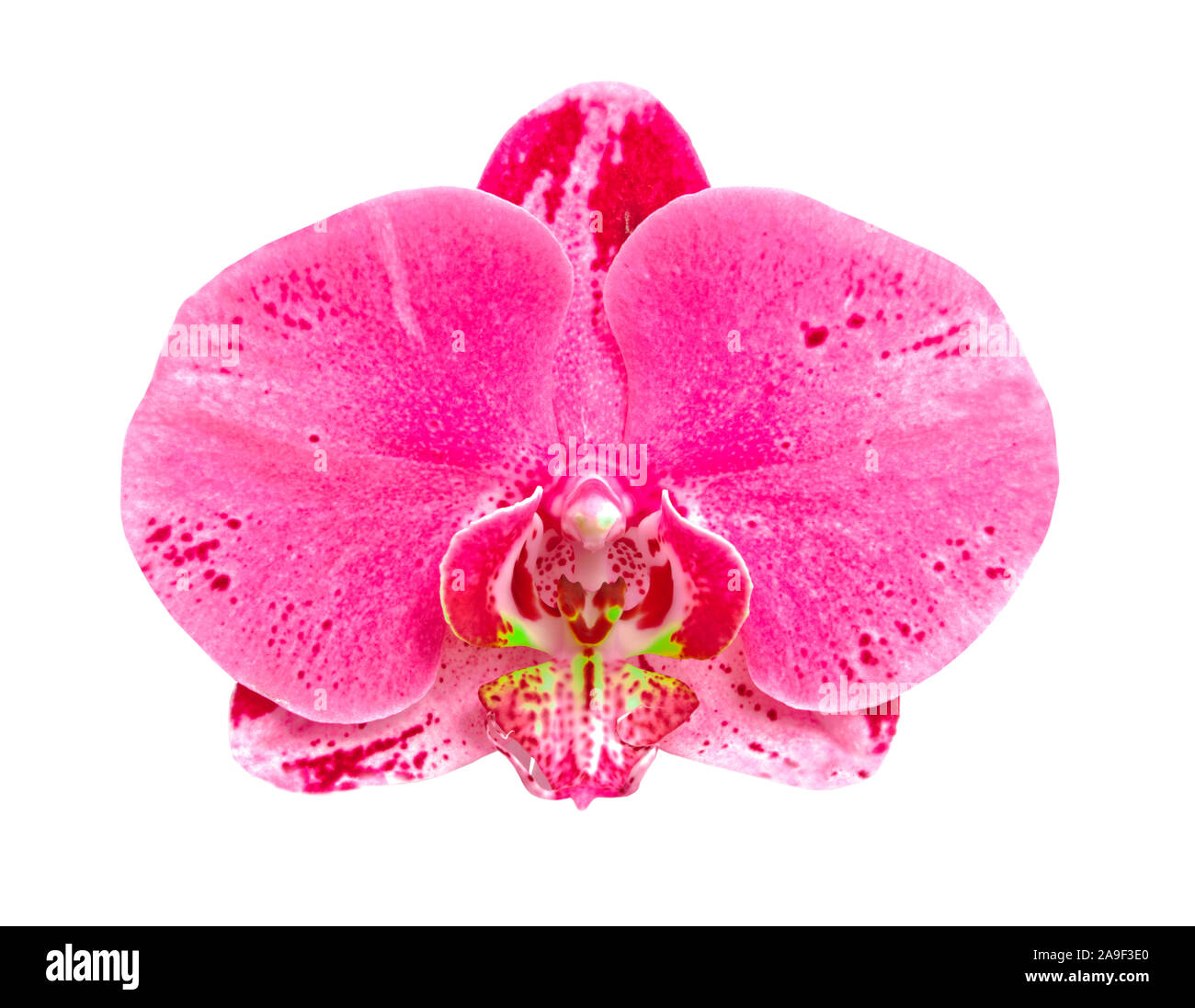 Orchid Banque D'Images