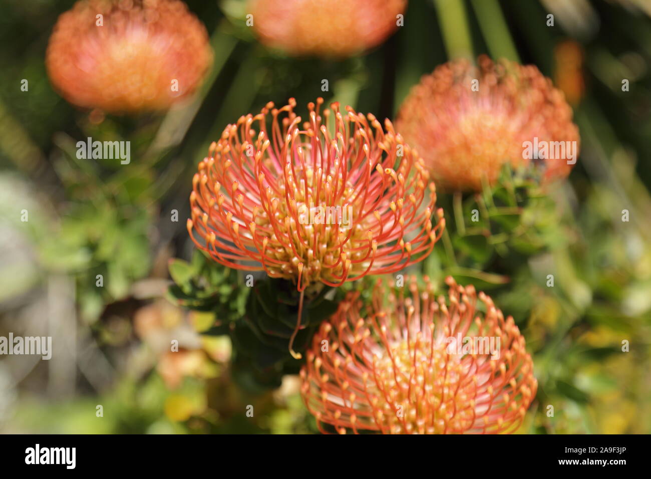 Globe, en forme de fleur orange chefs d'Leucospernum syriacus, plante indigène d'Afrique du Sud, jardins de l'abbaye, Tresco, Îles Scilly, Cornwall, UK Banque D'Images