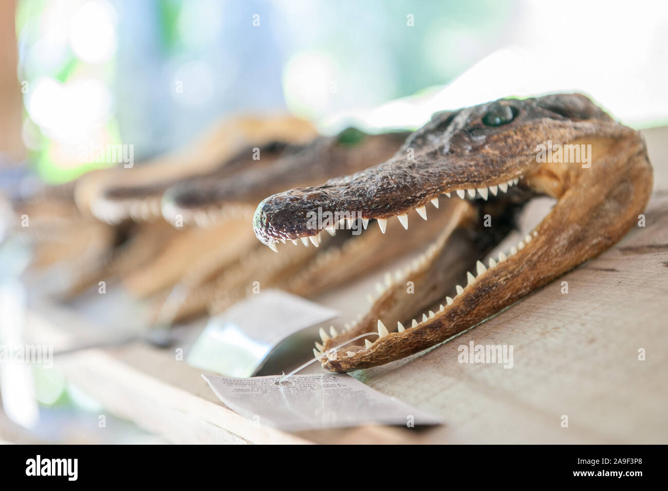 Les chefs d'Alligator à vendre dans le delta du Mississippi de La Nouvelle-Orléans Banque D'Images