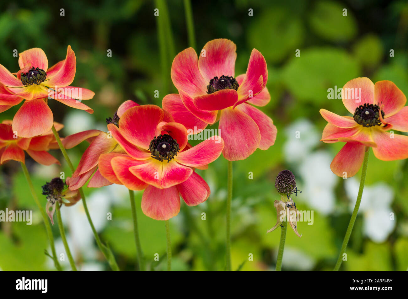 Champ rouge pavot sur les parterres du jardin Banque D'Images