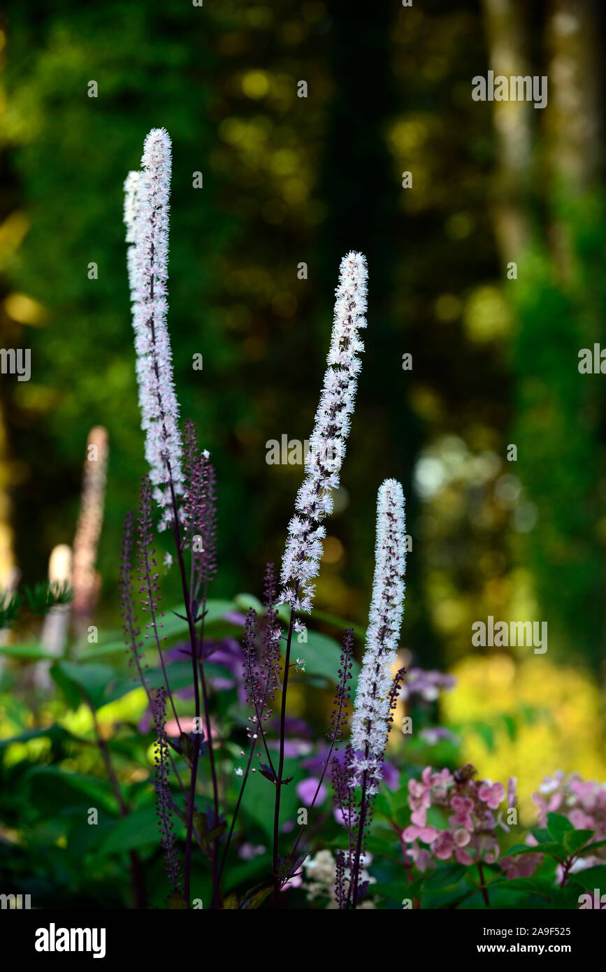Actaea simplex Atropurpurea Group,Cimicifuga racemosa,fleurs,fleurs,fleurs,Fleurs RM Banque D'Images
