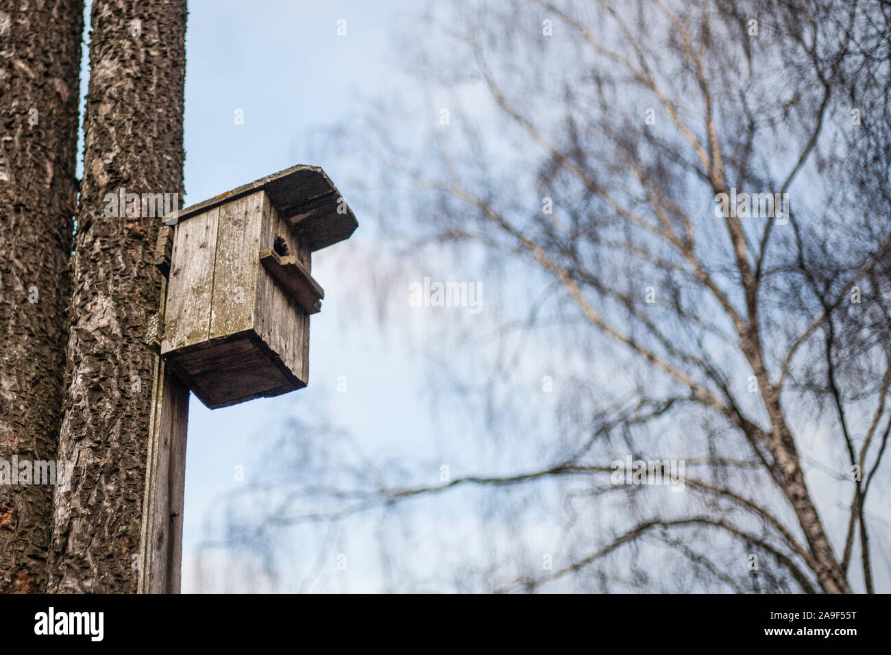 Treehouse en bois pour les oiseaux. Pour l'alimentation des oiseaux en hivernage. Une vieille maison dans le passé. Prendre soin de la nature. Banque D'Images