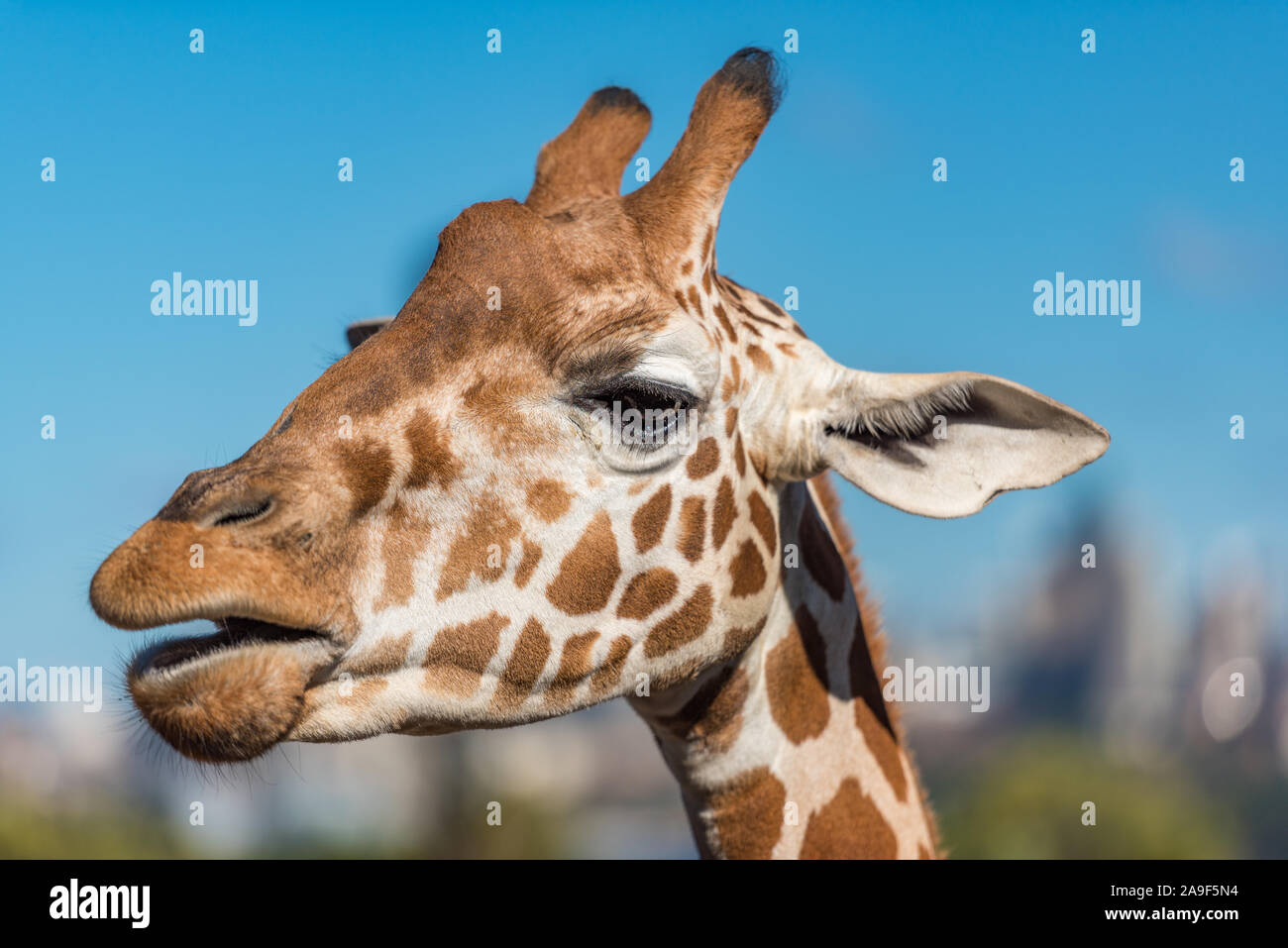 Close up of girafe sur jour ensoleillé, ciel bleu sur l'arrière-plan Banque D'Images