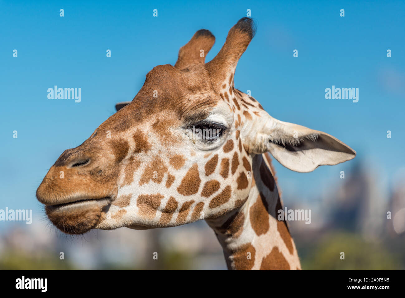 Close up of girafe sur jour ensoleillé, ciel bleu sur l'arrière-plan Banque D'Images