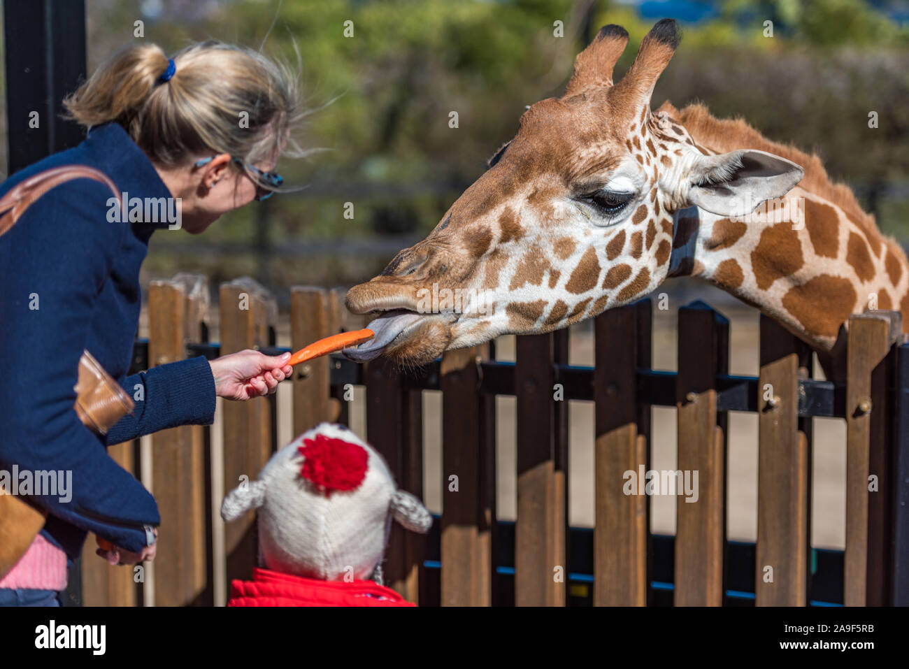 Sydney, Australie - le 23 juillet 2016 : l'alimentation des gens des carottes à des girafes. Nourrir les girafes attraction au Zoo de Taronga Banque D'Images