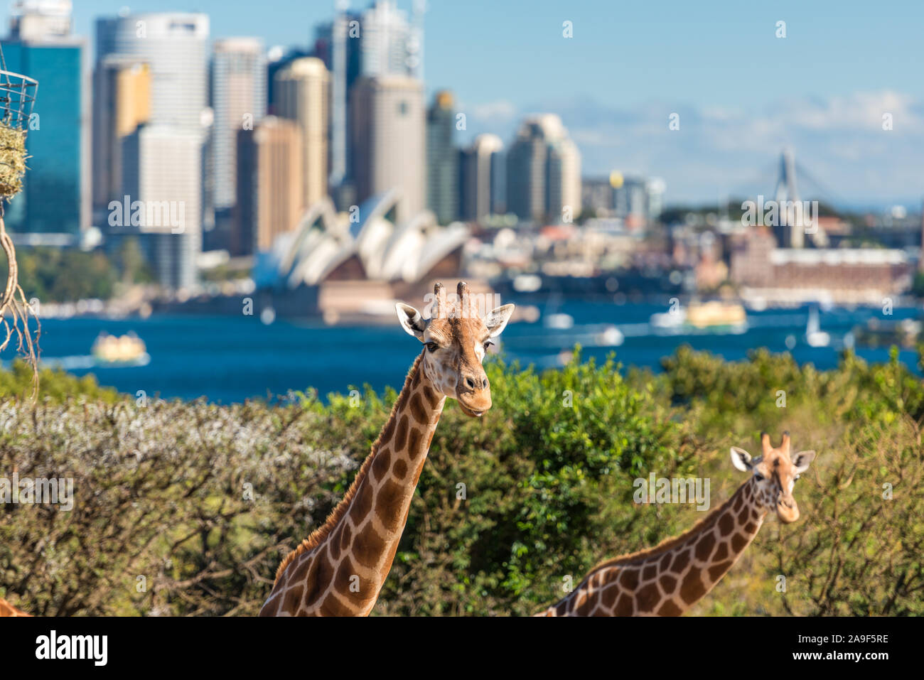 Sydney, Australie - le 23 juillet 2016 : paire de girafes posant contre Sydney CBD avec établissement emblématique de l'Opéra de Sydney sur l'arrière-plan Banque D'Images