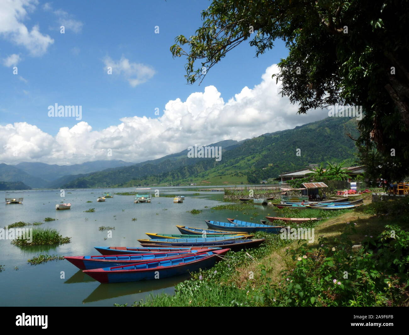 Barques colorées sur le Lac Phewa, Pokhara, Népal Banque D'Images