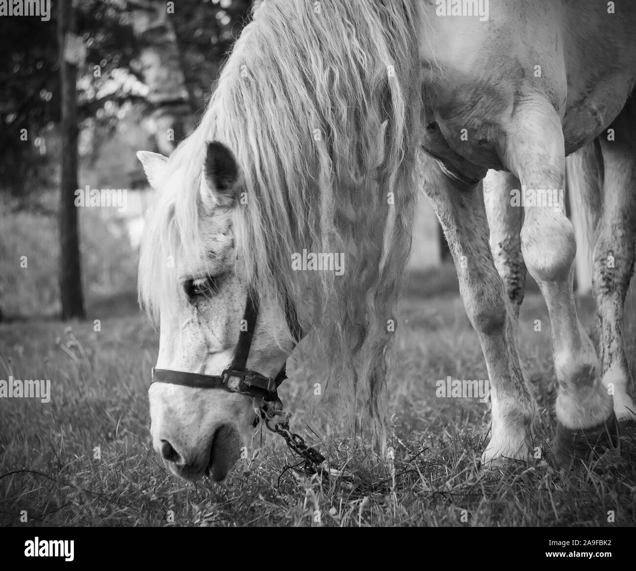 Cheval blanc solitaire triste abandonné, attachés à une chaîne, le pâturage dans les bois et mange de l'herbe. Banque D'Images