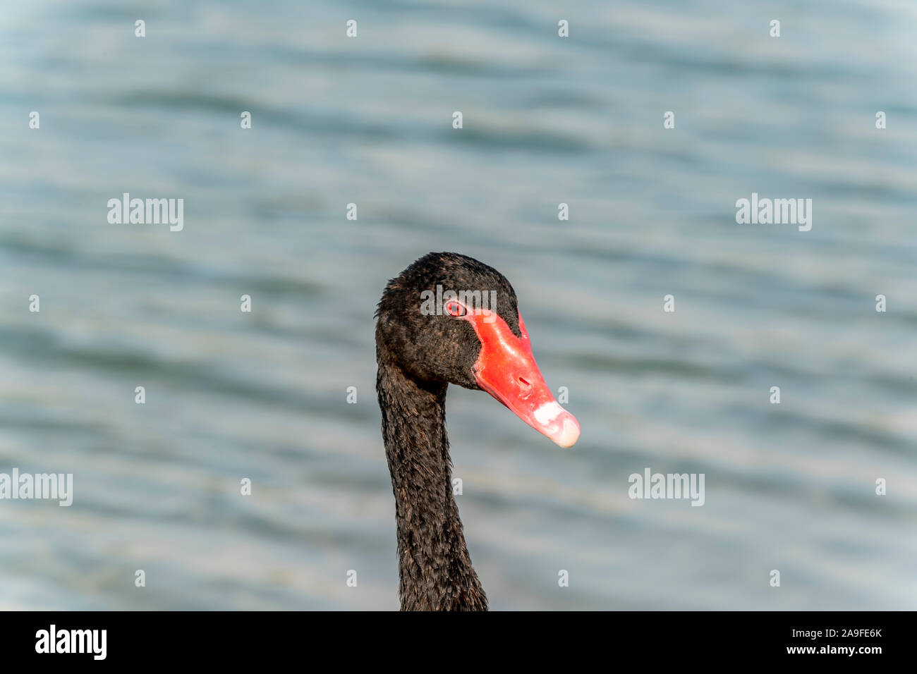 Tête de cygne noire avec son bec rouge avec espace de copie pour le texte ou le titre Banque D'Images