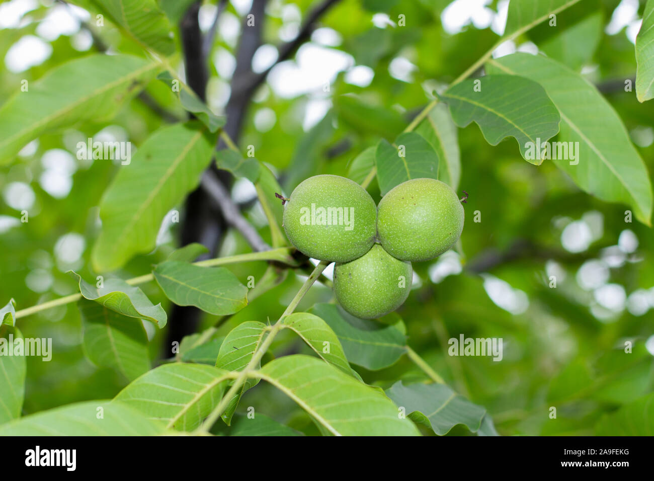 Noix verte fruits suspendu à une branche avec des feuilles. Noyer avec trois pelés vert, les noix fraîches naturelles non mûres close-up Banque D'Images