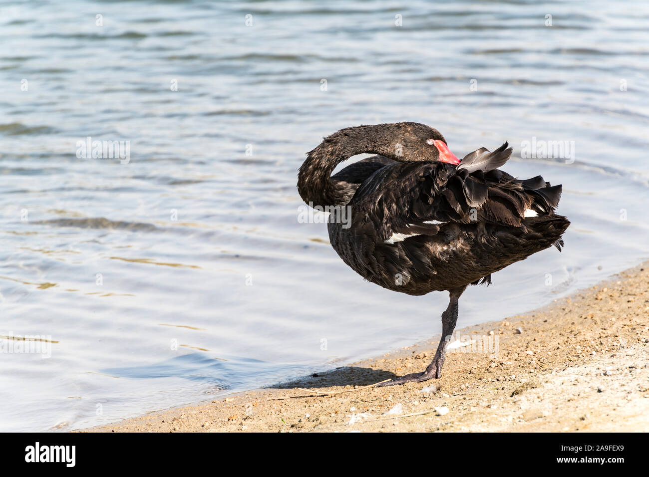 Un seul cygne noir prenant le soleil ou dormant avec l'espace de copie Banque D'Images