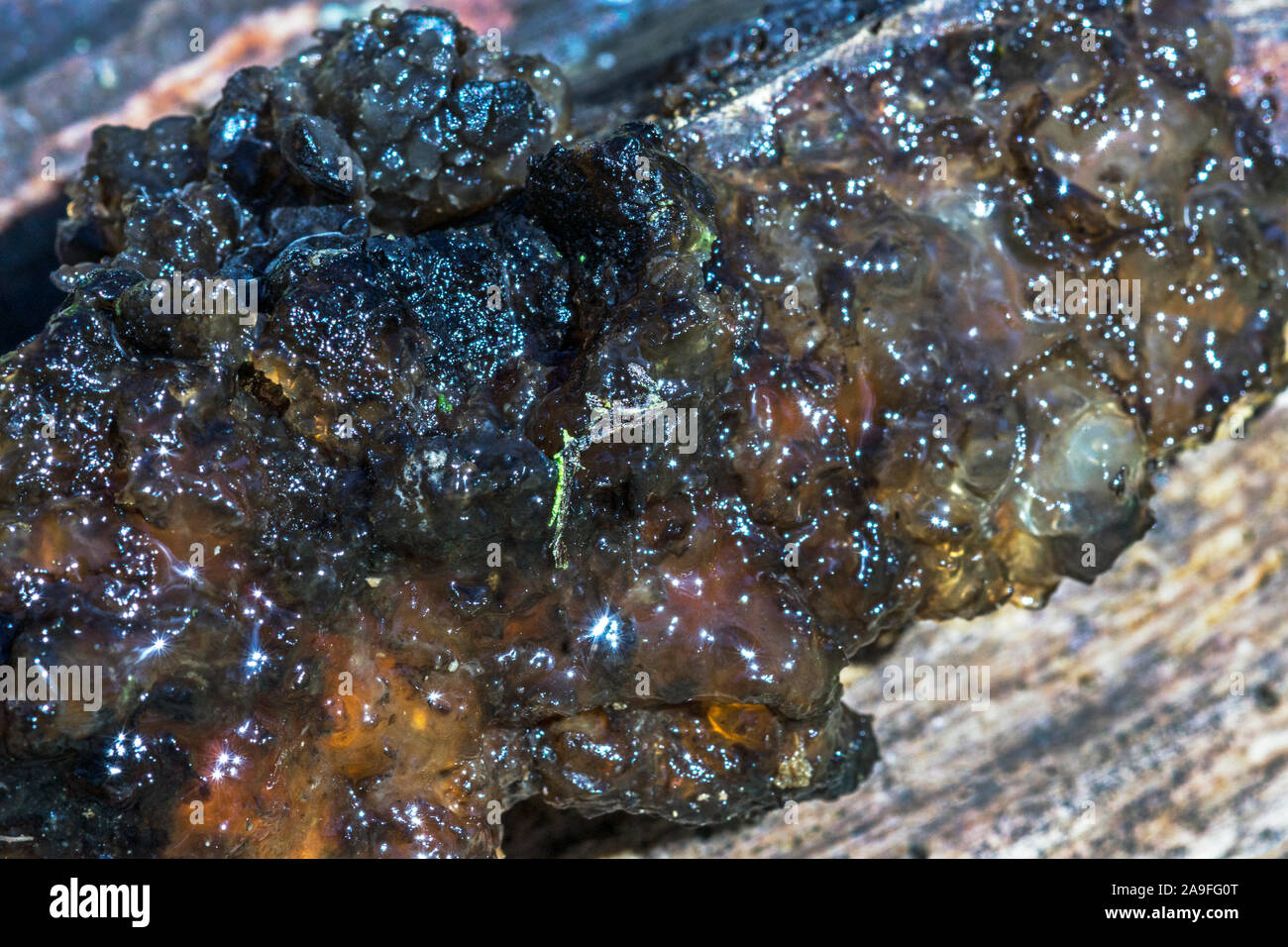 Champignon 'Exidia plana' ou 'Exidia nigricans' La gelée noire.champignon poussant sur le bois en décomposition.au sud-ouest de la France. Banque D'Images