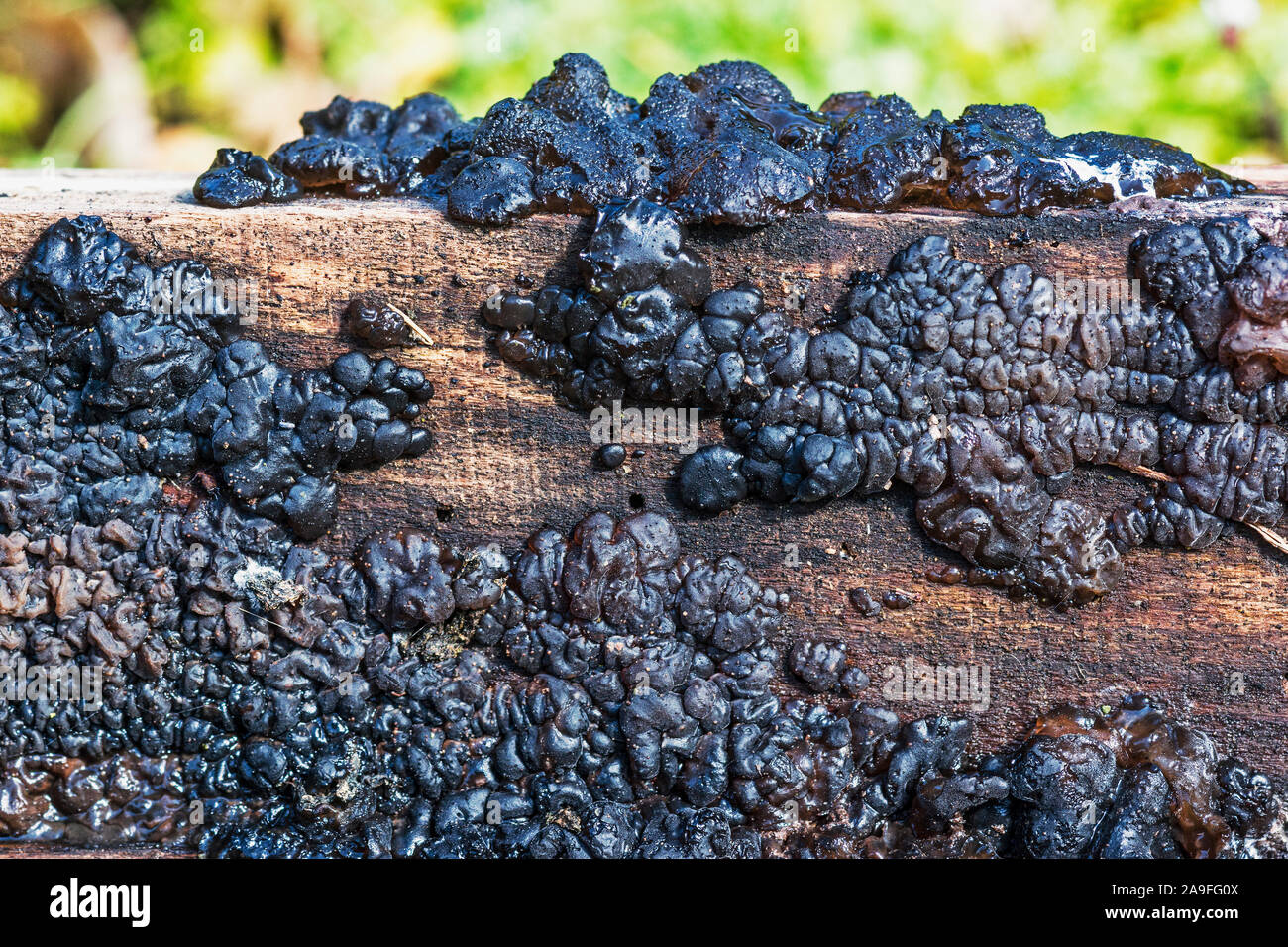 Champignon 'Exidia plana' ou 'Exidia nigricans' La gelée noire.champignon poussant sur le bois en décomposition.au sud-ouest de la France. Banque D'Images